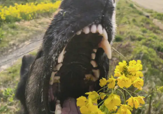 Put the flowers in front of the dog. I can't believe it spreads out and eats them
