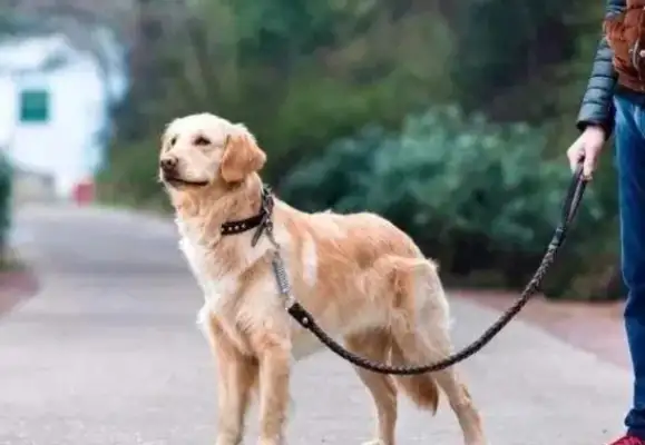 Teddy's nostrils almost bit the kid. The owner spits his tongue at his parents: You deserve it