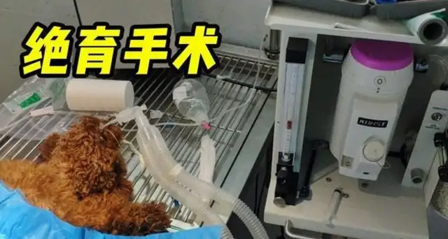 One of the girls had a strong biological need for a Teddy dog and took it to an animal hospital for sterilization