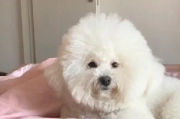 One week after the dog foster pets were in the pet shop, the hair of the milk turned dark gray