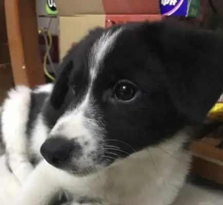 The stray dog wants to go into the store and eat