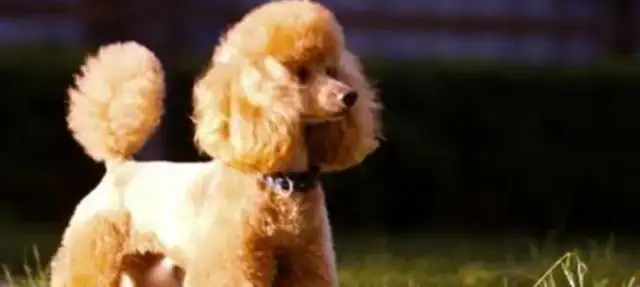 Teddy's nostrils almost bit the kid. The owner spits his tongue at his parents: You deserve it