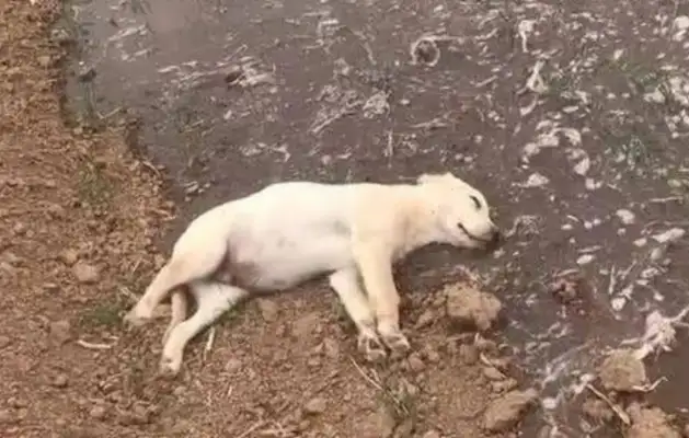 Take the dog back to the country. She ran away on the first day