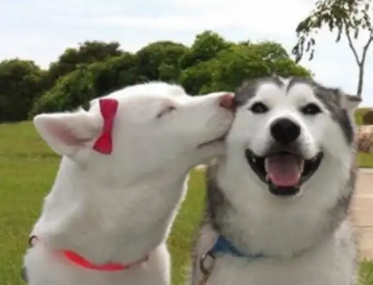 A close kiss between the dogs, and it's still so fresh