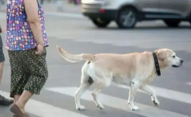 Teddy's nostrils almost bit the kid. The owner spits his tongue at his parents: You deserve it