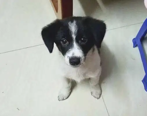 The stray dog wants to go into the store and eat