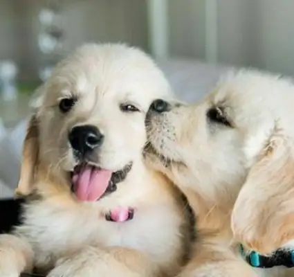 A close kiss between the dogs, and it's still so fresh