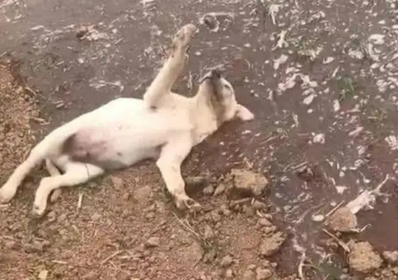 Take the dog back to the country. She ran away on the first day