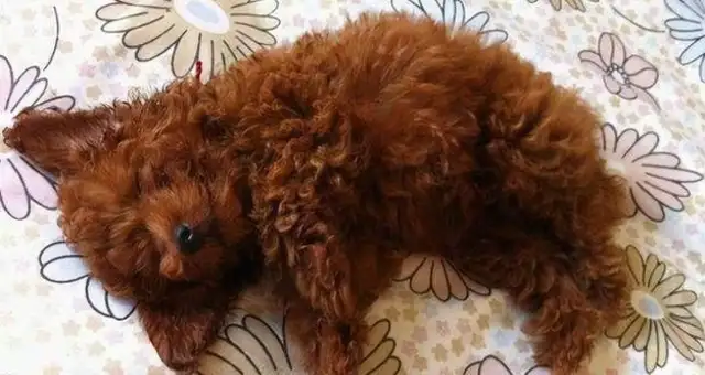 One of the girls had a strong biological need for a Teddy dog and took it to an animal hospital for sterilization