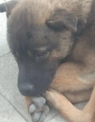 When the owner moved to the new house, he left a dog on the street, and the little guy waited in the old neighborhood to leave