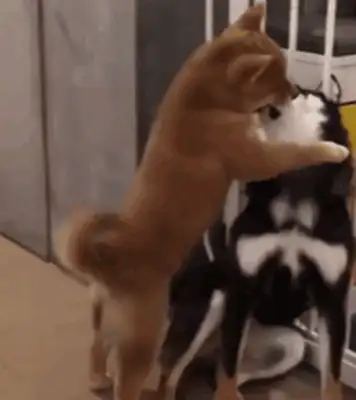 A close kiss between the dogs, and it's still so fresh