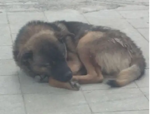 When the owner moved to the new house, he left a dog on the street, and the little guy waited in the old neighborhood to leave