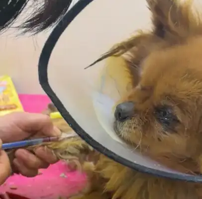 When the injured stray dog was rescued by a student, the doctor suggested euthanasia