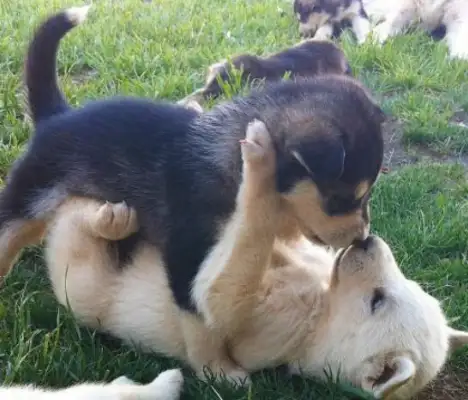 A close kiss between the dogs, and it's still so fresh