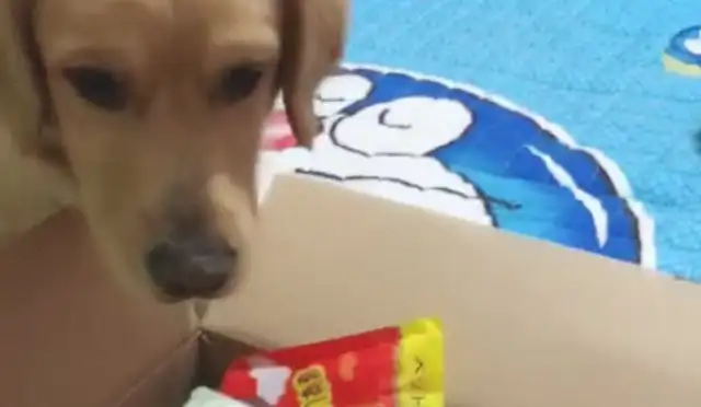 The lead lady lets the blonde buy the toys and the dog goes after the man's pocket and fixes it
