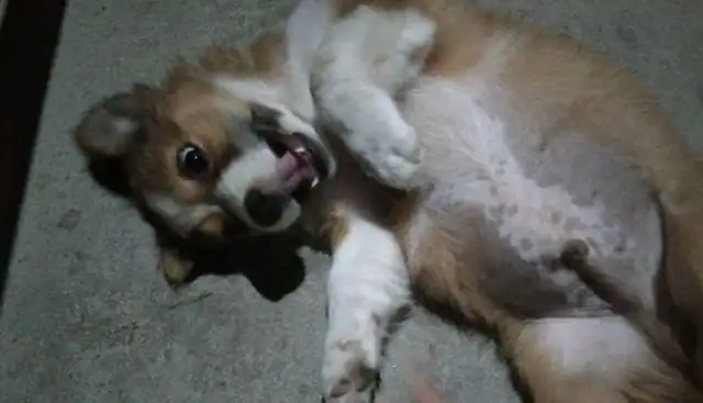 The stray dog was starving and licked the bag, and the girl came right back after she pulled out the snack