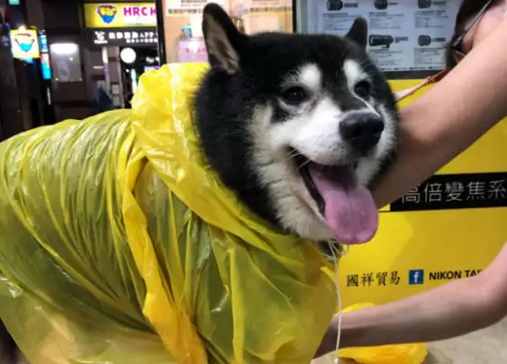The 16-year-old dog suffered from illness and ended up in a state of rest, and the pet couldn't rest in his heart