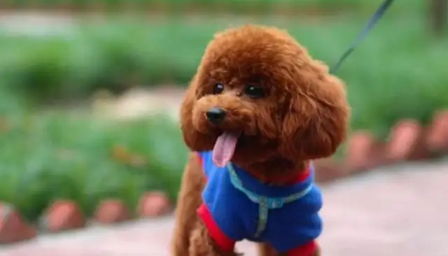 One of the girls had a strong biological need for a Teddy dog and took it to an animal hospital for sterilization