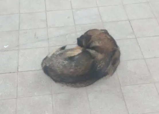 When the owner moved to the new house, he left a dog on the street, and the little guy waited in the old neighborhood to leave