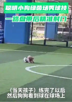 It's a gift. Dogs learn how to shoot when they watch a few games