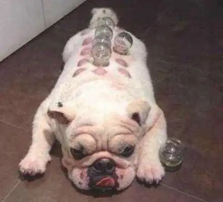 Now dogs know how to enjoy their lives, they love to pull out a can of fire, and the reason behind them is to make people laugh