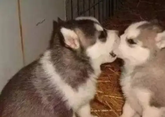 A close kiss between the dogs, and it's still so fresh