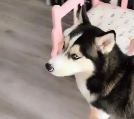 The master's afraid the dog will tear down the house and put Haski in the dog cage