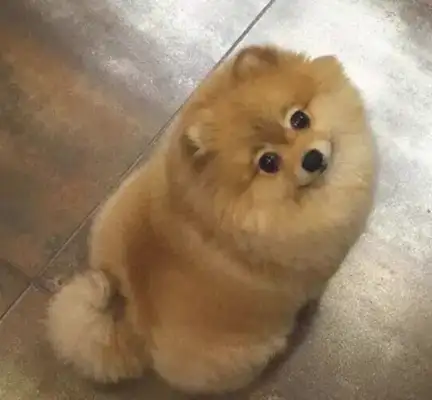 The public put the dog in the care of his girlfriend, went into the door a week later, and the scary suitcase fell off
