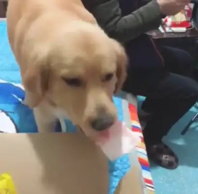 The lead lady lets the blonde buy the toys and the dog goes after the man's pocket and fixes it