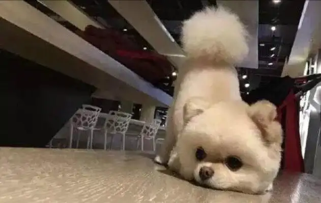 At the mall, a little Bommy stood still on the ground, and found the owner of the dog without a word