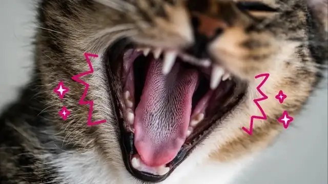 Cat tooth absorption: You need knowledge