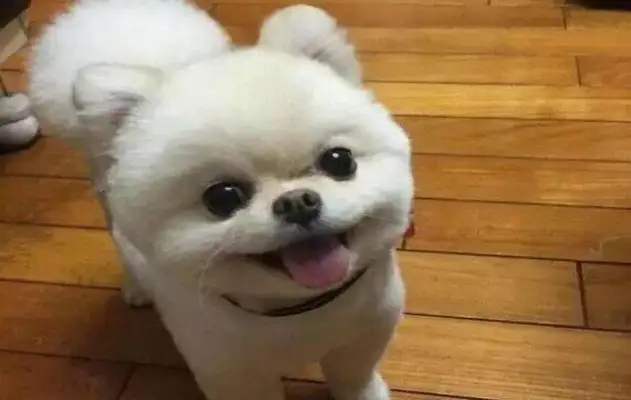 At the mall, a little Bommy stood still on the ground, and found the owner of the dog without a word