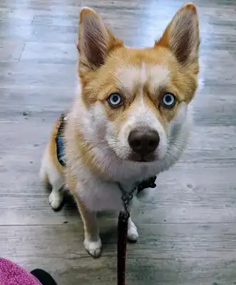 The master died unexpectedly. The dog couldn't follow the ambulance. He wouldn't leave the apartment for six days