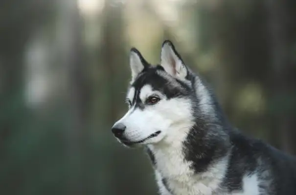 It wasn't intentional for the 12 constellations to be exclusive to the dog