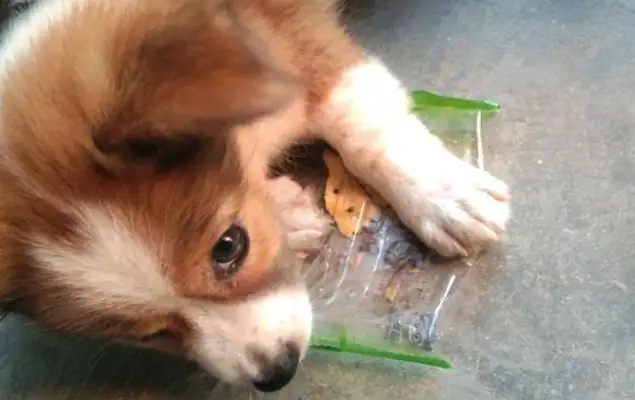 The stray dog was starving and licked the bag, and the girl came right back after she pulled out the snack
