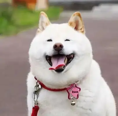 The master died unexpectedly. The dog couldn't follow the ambulance. He wouldn't leave the apartment for six days