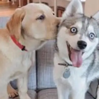A close kiss between the dogs, and it's still so fresh