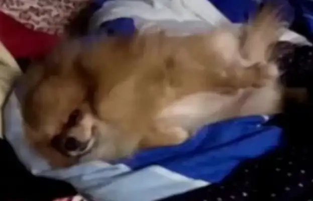 The dog's a pain in the ass. The hostess's taking this "threat" and the dog's on the move