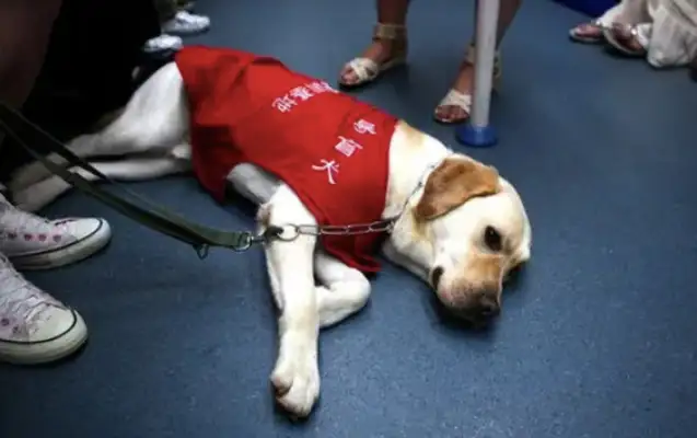 The girl was sleeping on the subway with a guide dog. She couldn't move for a second: He must be exhausted