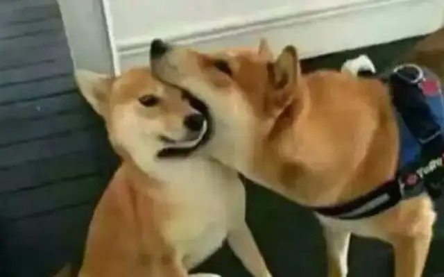 A close kiss between the dogs, and it's still so fresh