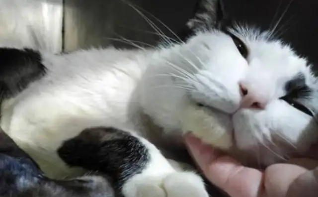 Cats don't care about the master as much as dogs? It's just a cat who's been at the master's door for two years