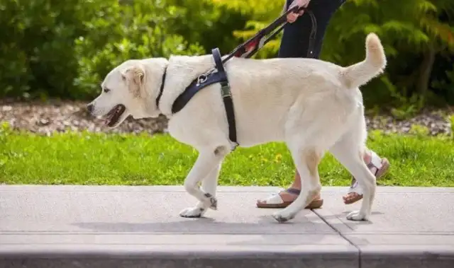 The girl was sleeping on the subway with a guide dog. She couldn't move for a second: He must be exhausted