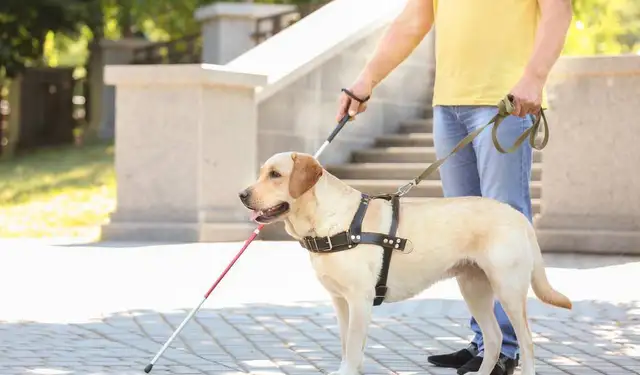 The most popular dog in America