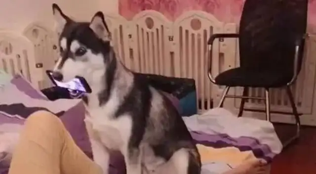 Haski has a little known side. Master: A thousand days for pets, a moment for dogs