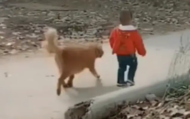 Goats stop the master, golden hair step up and drive away the goat, dog: I'm not worried..
