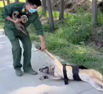 A police dog who sees his master holding a dog in his arms and lies lying on the ground with his back