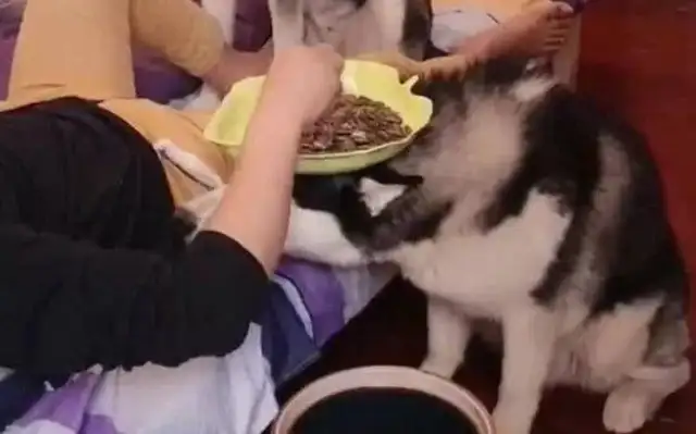 Haski has a little known side. Master: A thousand days for pets, a moment for dogs