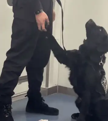 The cop and the dog play games on the subway. He's a kid