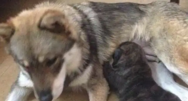 The master is getting married and moving, abandoning his own dog, crying to his neighbor for help