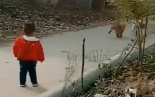 Goats stop the master, golden hair step up and drive away the goat, dog: I'm not worried..